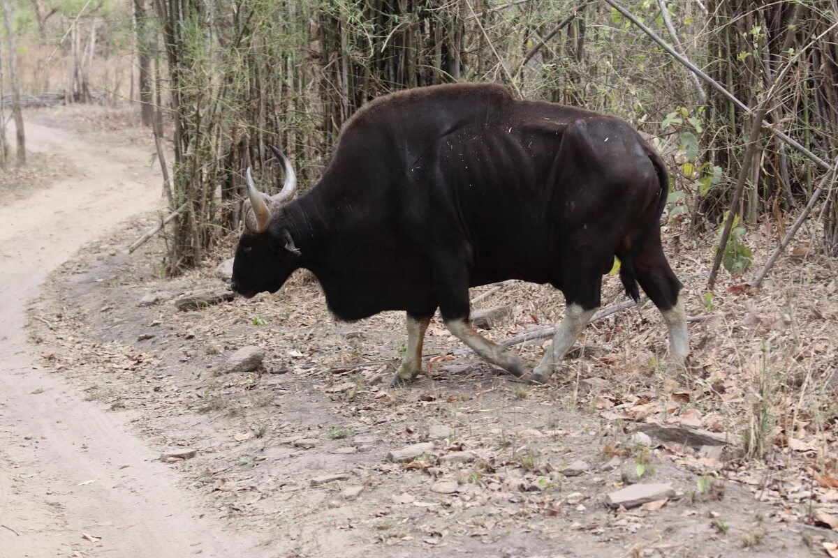Самый большой бык в мире Гаур. Дикий бык Гаур. Индийский Лесной бык Гаур. Бык Доннето.