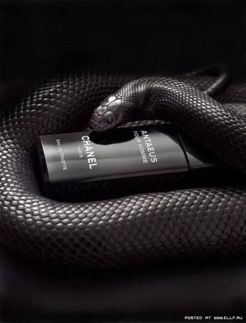 Черная мамба 2023. Чёрная мамба змея. Красивые черные змеи. Красивая черная змея. Черная мамба фото.
