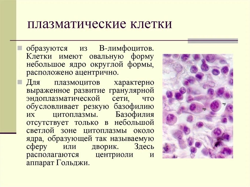 Почему появляются клетки. Функции плазматических клеток в соединительной ткани. Плазматические клетки происхождение строение функции. В лимфоциты плазматические клетки функция. Плазматические клетки гистология функции.