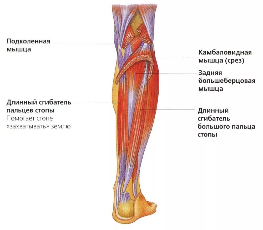 Длинный сгибатель стопы. Подколенная мышца голени. Задняя большеберцовая мышца голени. Задняя большеберцовая мышца голени анатомия. Подколенная мышца голени анатомия.