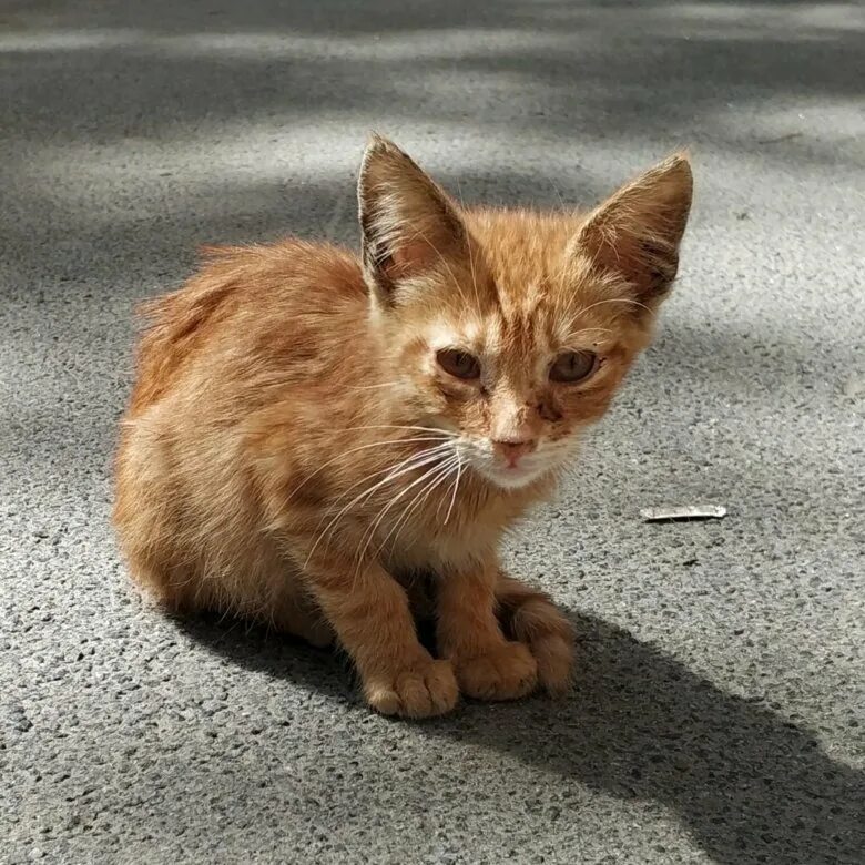 Маленькая худая рыжая. Уличные котята. Бездомный кот. Бездомный рыжий котенок. Рыжий дворовый кот.