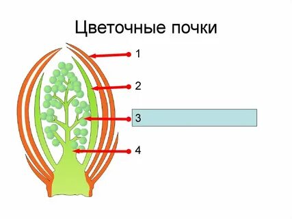 Разрежьте вегетативную