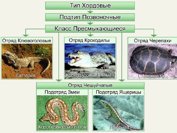 Отряд позвоночные животные