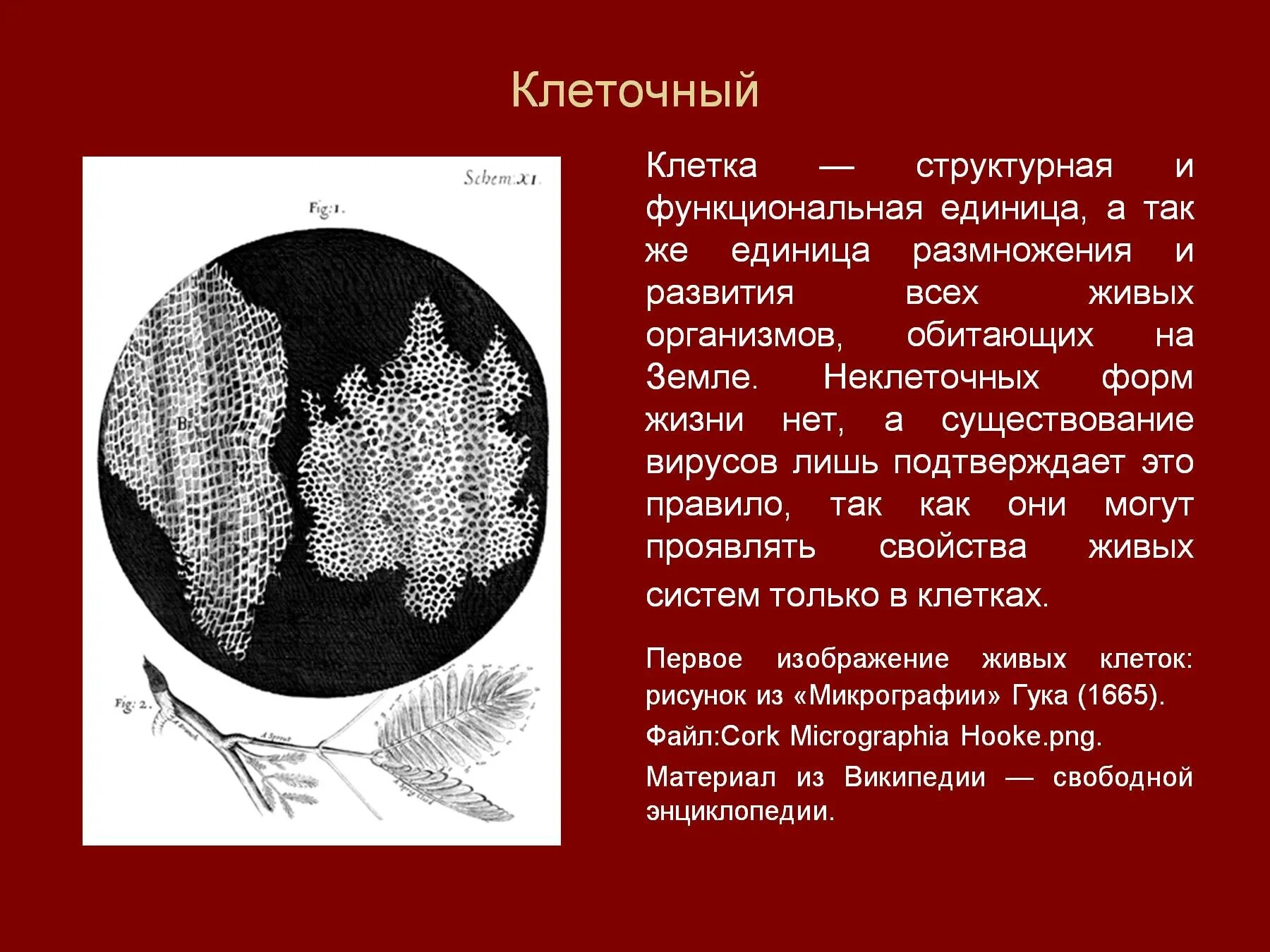 Структурной единицей живого организма является. Клетка структурная и функциональная. Клетка структурная и функциональная единица. Структурная и функциональная единица живого организма.. Клетка как структурная единица всех живых организмов.