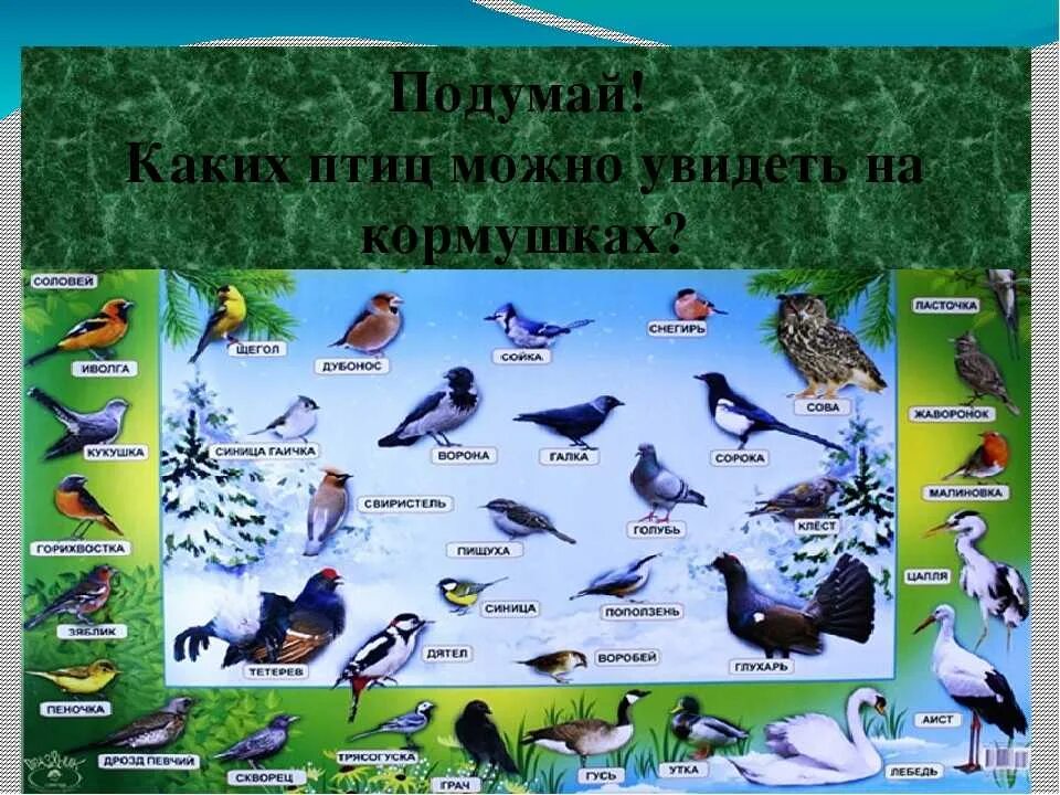 Второе название птиц. Зимующие птицы. Перелетные и зимующие птицы. Птицы по окружающему миру. Мир птиц название.