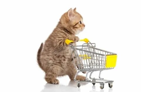 Cat sales