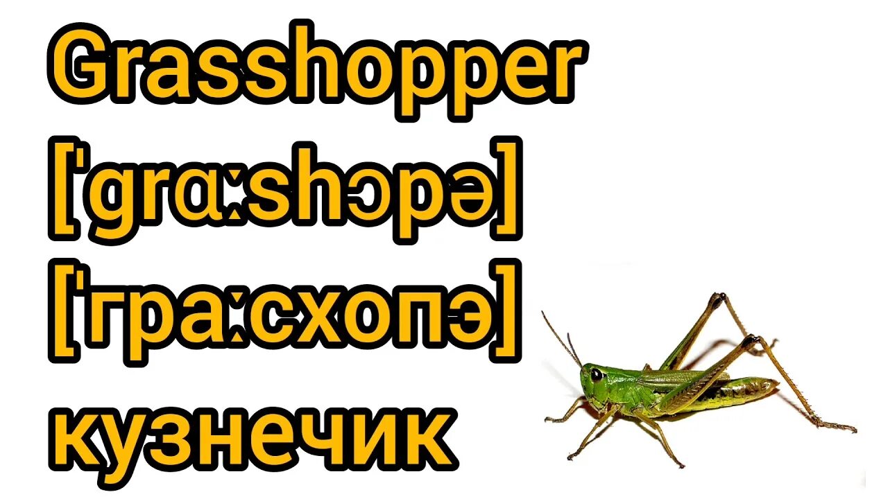 Гифки сверчки. Кузнечик на немецком прослушать. Кузнечик на немецком прослушать. Спокойной ночи с кузнечиком. Орган слуха у кузнечика где находится.