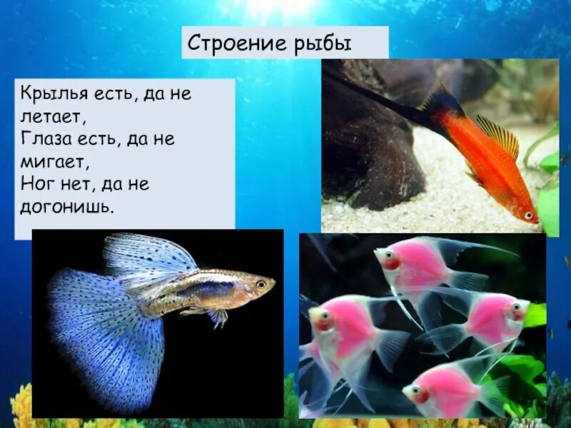 Аквариумные рыбы презентация. Рыбка с крыльями аквариумная. Слайд рыбы аквариум. Аквариумные рыбки фото с названиями и описанием.