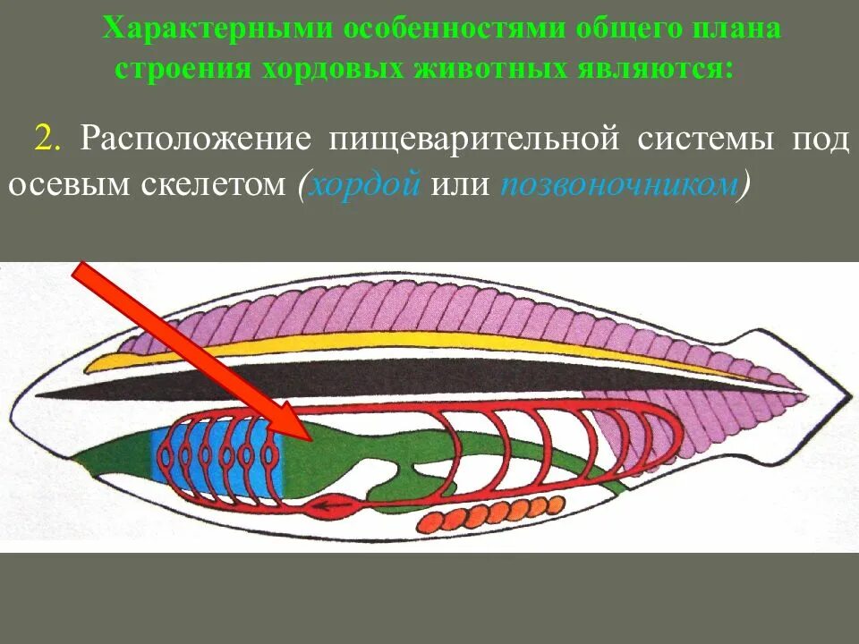 Диафрагма у хордовых. Общая система пищеварительной системы хордовых. Пищеварительная система хордовых 7 класс. Общий план строения хордовых животных. Строение хордовых.