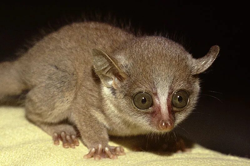 Bushbabies - The Southern Lesser Galago - Africa Geographic Unusual animals, Cut