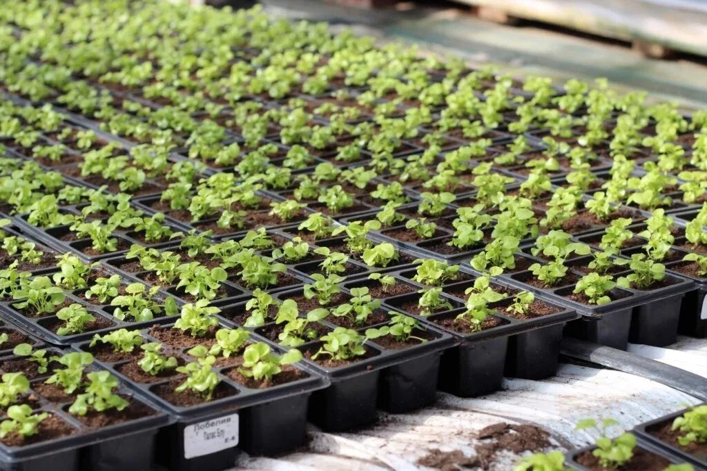 прищипка бархатцев в рассаде. рассада белокочанной капусты. стевия медовая. рассада капусты в кассетах. стевия рассада.