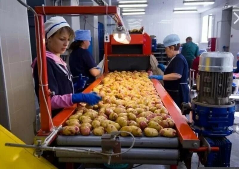 Фасовка и переборка овощей. Фрукты псков. Овощи в магазине. Переборщик овощей/фруктов. Продавец прилавка.