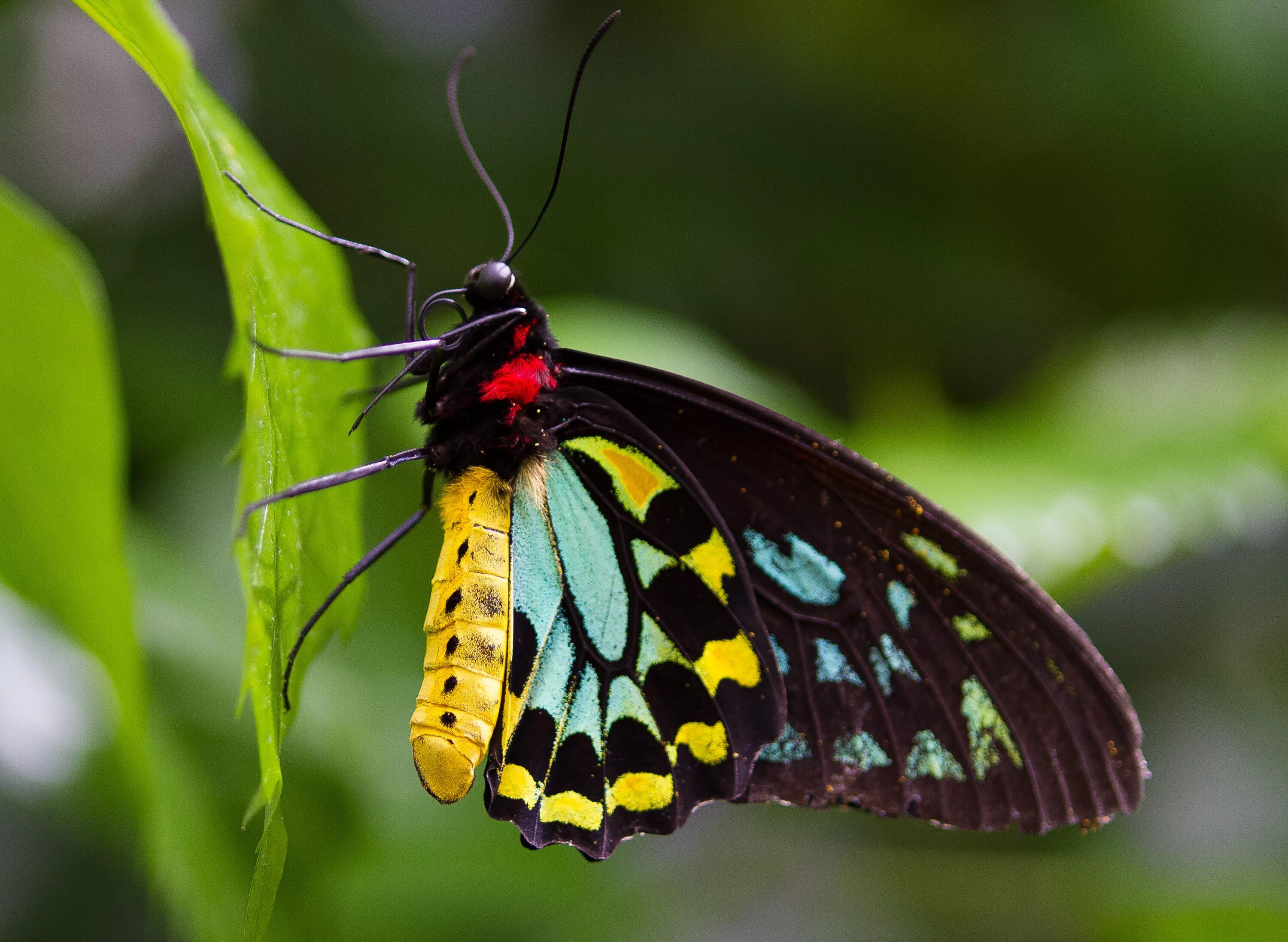 Класс насекомые бабочки. Насекомые бабочки. Красивые бабочки. Разноцветные бабочки. Бабочки фото.