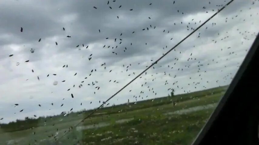 Мошкара в астрахани. Происшествия шерловая гора. Личинки цветочных мошек. Гнус мошка. Муха мошка.