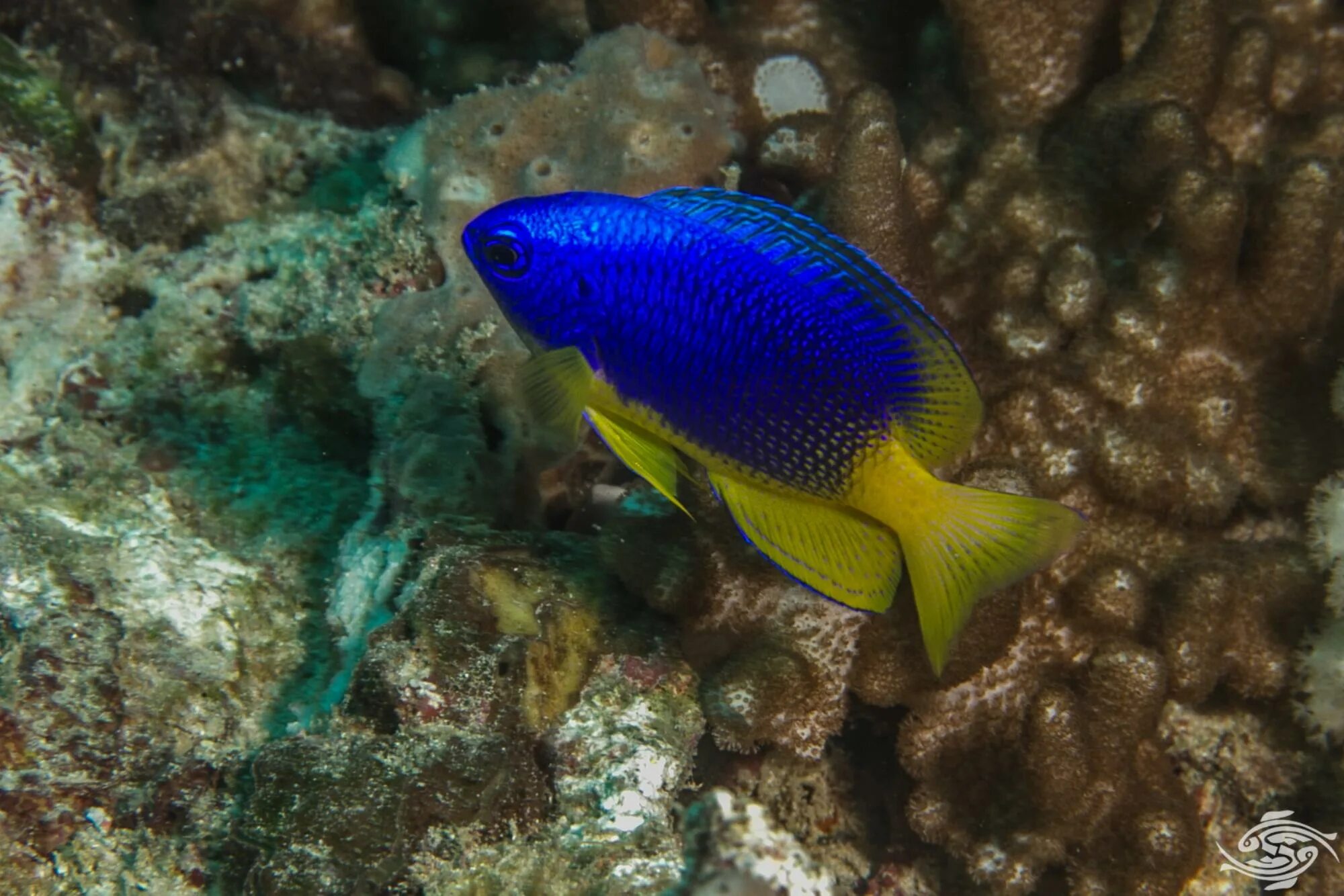 Бурый скалозуб рыба. Иглобрюх фугу. Тунец скумбриевидный. Форель в фонтане. Фиш фактс.