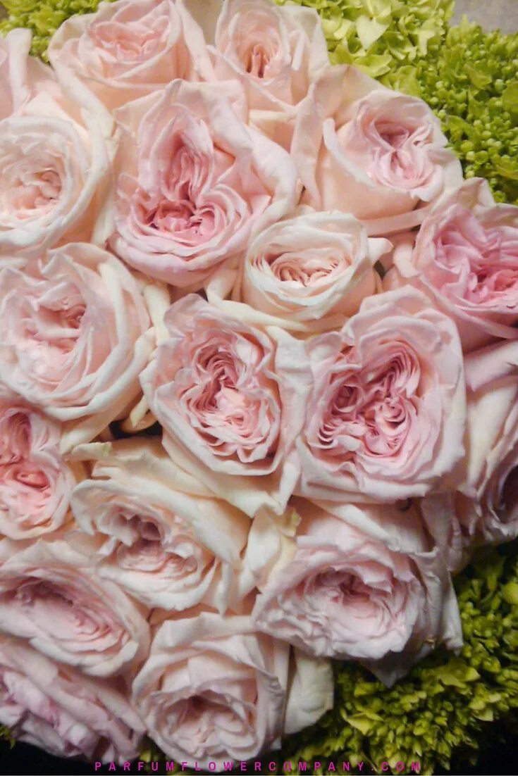 пинк о хара