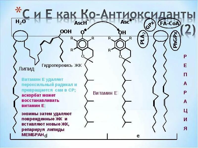 Антиоксиданты примеры. Липиды антиоксиданты. Антиоксидантная защита схема. Механизм действия антиоксиданта витамина е. Перекисное окисление липидов.