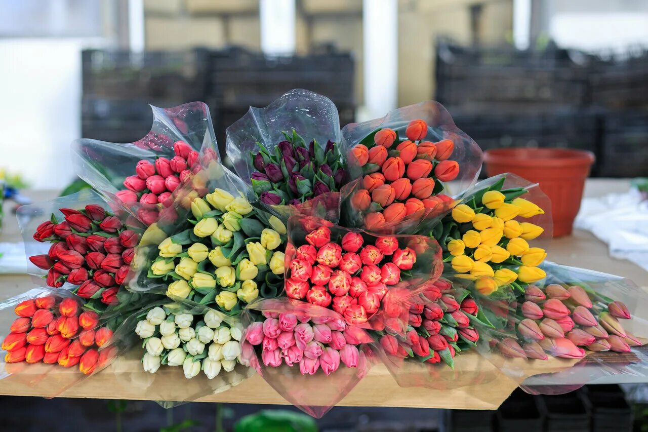 цветы на озоне живые с доставкой. тюльпаны тюмень купить с доставкой на дом недорого. фото цветов на улице города. теплица тюльпан. белые тюльпаны тюмень.