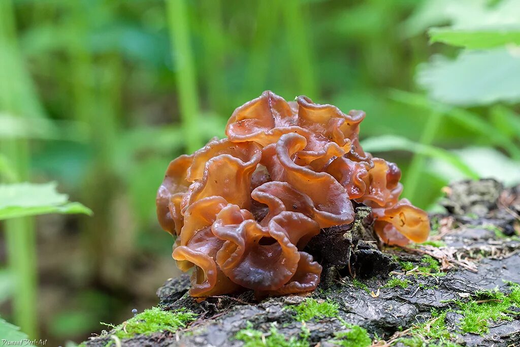 Гриб Tremella foliacea. Дрожалка Лиственная Phaeotremella frondosa. Дрожалка оранжевая гриб. Дрожалка сморчковая.