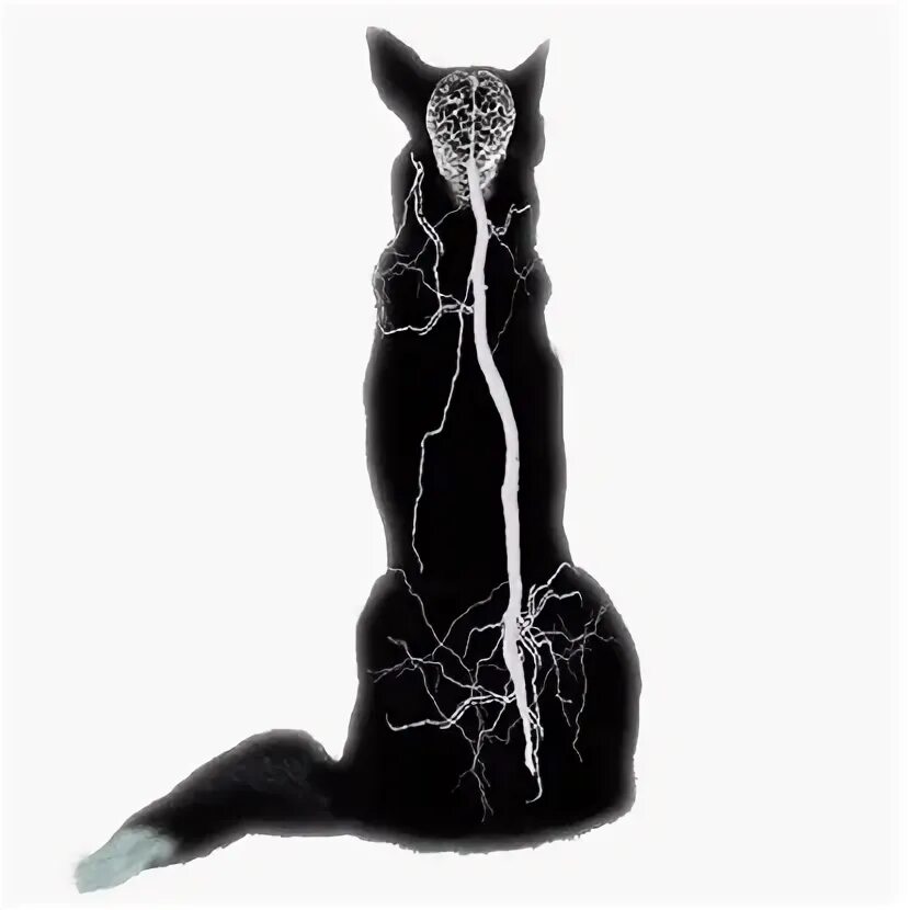 Кошка конвульсии
