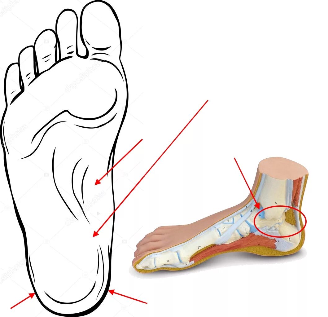 Середина стопы. Болит стопа с внутренней стороны. Внутренняя сторона стопы. Болит нога с внутренней стороны стопы.