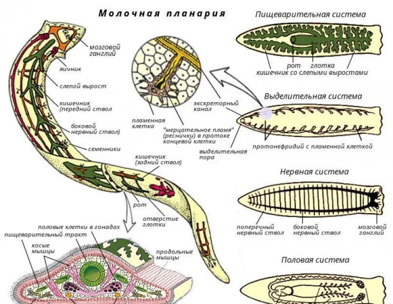 Молочная планария жизненный цикл. Схема строения плоского червя. Эволюция пищеварительной системы животных черви. Жизненный цикл молочно белой планарии.