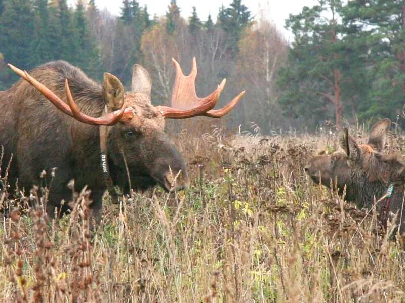 Лоси 18. Сумароковская лосиная ферма в Костромской области. Сумароковская лосеферма Кострома. Лосиный остров Кострома. Лосиная ферма Лосиный остров.