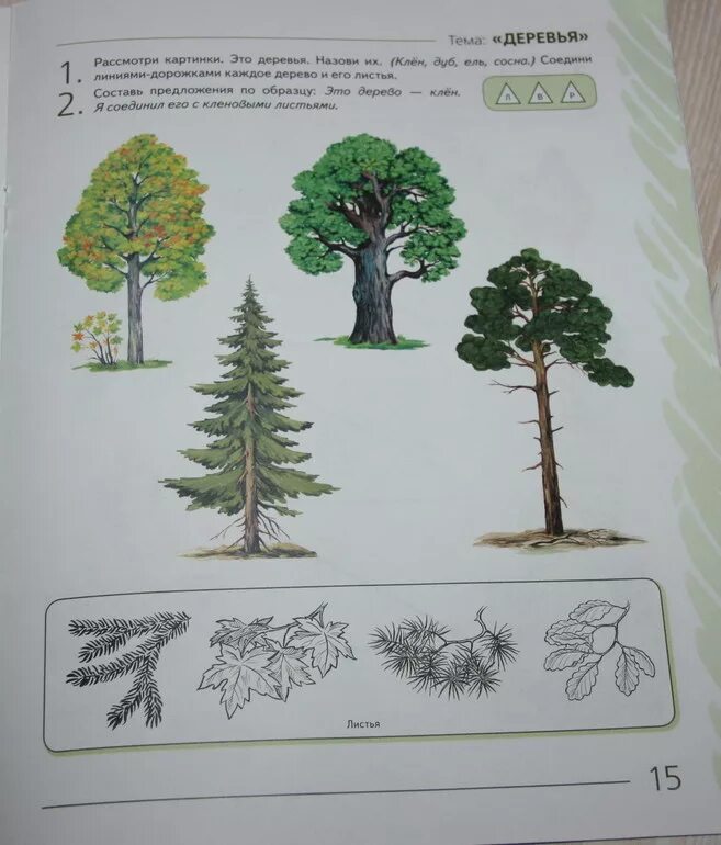 Тема деревья для детей. Лексическая тема деревья. Лексическая тема хвойные деревья. Хвойные деревья задания для детей. Рассмотрите дерево поближе и вы заметите