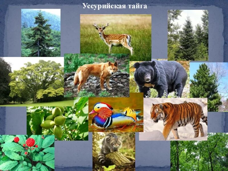 Растительный мир Уссурийской тайги. Уссурийская Тайга растения и животные. Уссурийский заповедник растительный мир.