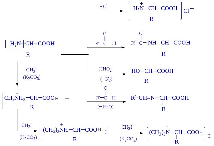 Аминокислота ch3i. Алкилирование аминокислот. Аланин + ch3i. Реакция алкилирования аминокислот.