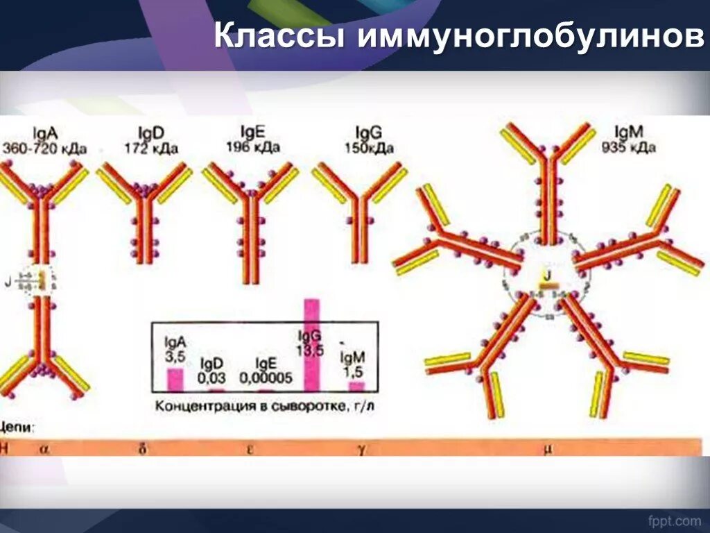 Антитела иммуноглобулины м. Иммуноглобулины строение классы. Иммуноглобулин g антитела характеризуется. Генетика иммуноглобулинов(антител). Иммуноглобулины. Строение. Классы иммуноглобулинов.