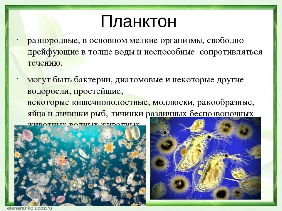 Что ученые называют фитопланктоном дайте определение. Характеристика организмов планктон. Планктон это в биологии. Сообщение про планктона по биологии. Мельчайшие организмы.