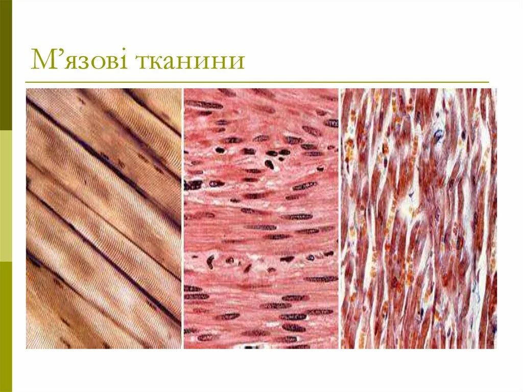 Веретеновидные клетки мышечной ткани. Гладкой мышечной ткани биология 8. Тип клеток мышечной ткани 8 класс. Мышечная ткань биология 8 класс.