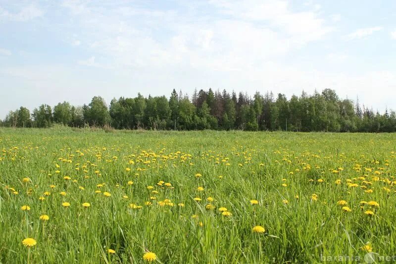 Растения раменского района московской области. Поля в Раменском районе. Красивые поля в Раменском районе. Поле в Никоновском. Заворово Московская область.