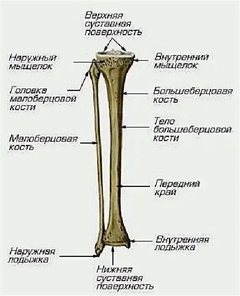 Находится берцовая кость. Строение малой и большой берцовой кости. Строение большеберцовой кости анатомия. Берцовая кость строение анатомия. Голень большеберцовая кость и малоберцовая.