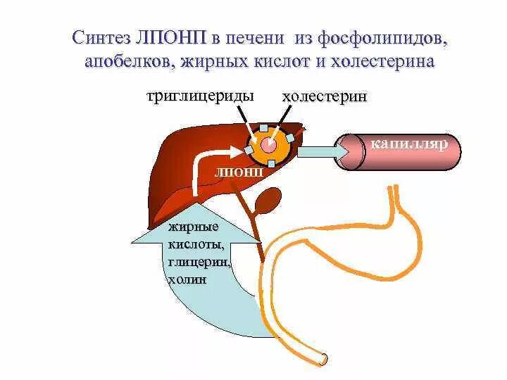 В печени происходит синтез. Холестерин синтезируется в печени. Синтез в печени. Синтез липидов в печени. Образование ЛПОНП В печени.