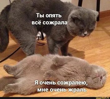 Съела все конфеты ночью я опять