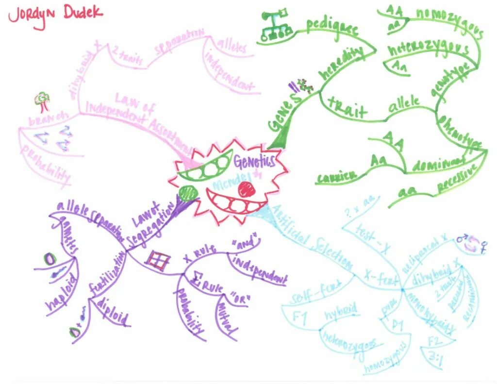 Ментальная карта биология 10. Ментальная карта генетика. Интеллектуальная карта генетика. Ментальная карта по генетике. Интеллект карта по генетике.