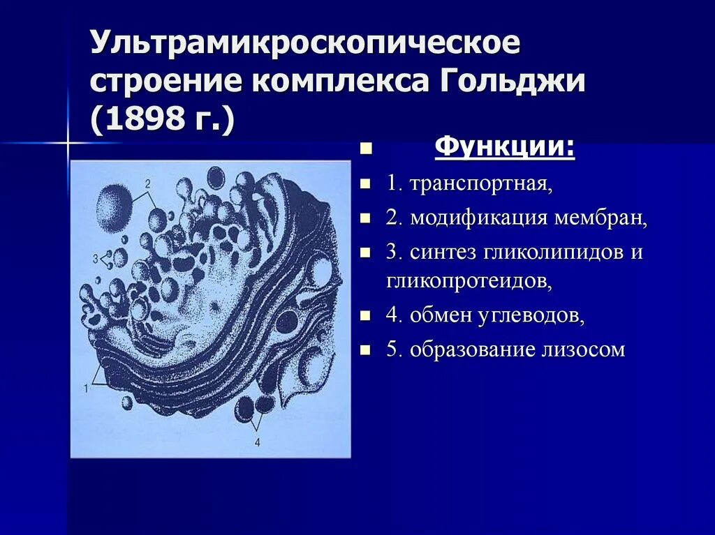 Какие мембранные структуры образует аппарат гольджи. Функции комплекса Гольджи гистология. Ультрамикроскопическое строение комплекса Гольджи. Мембрана аппарата Гольджи. Схема ультрамикроскопического строения аппарата Гольджи.