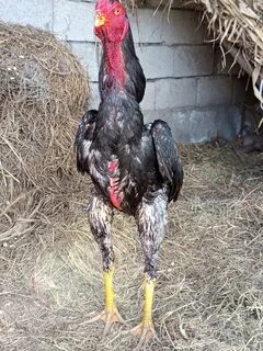 Qattiq porno chuqur tomoq