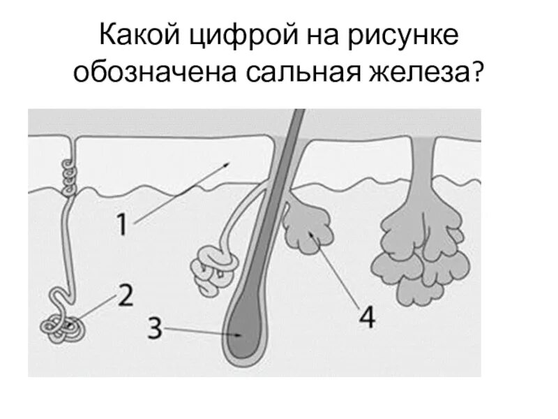 Каким номером на рисунке обозначена сальная железа. Потовая железа рисунок. Сальная железа наирисунке. Какой цифрой на рисунке обозначена сальная железа.