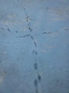Как выглядят следы лисы на снегу фото