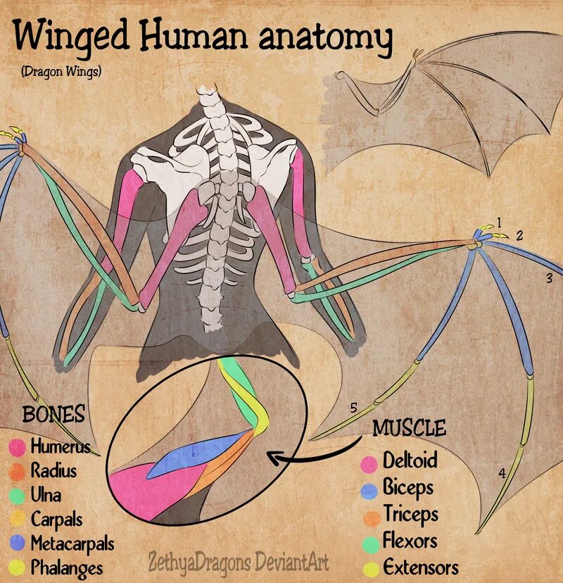 Human org. Крылья у человека анатомия. Анатомия человеческих крыльев. Анатомия человек срыльями. Человек с крылямистроение.