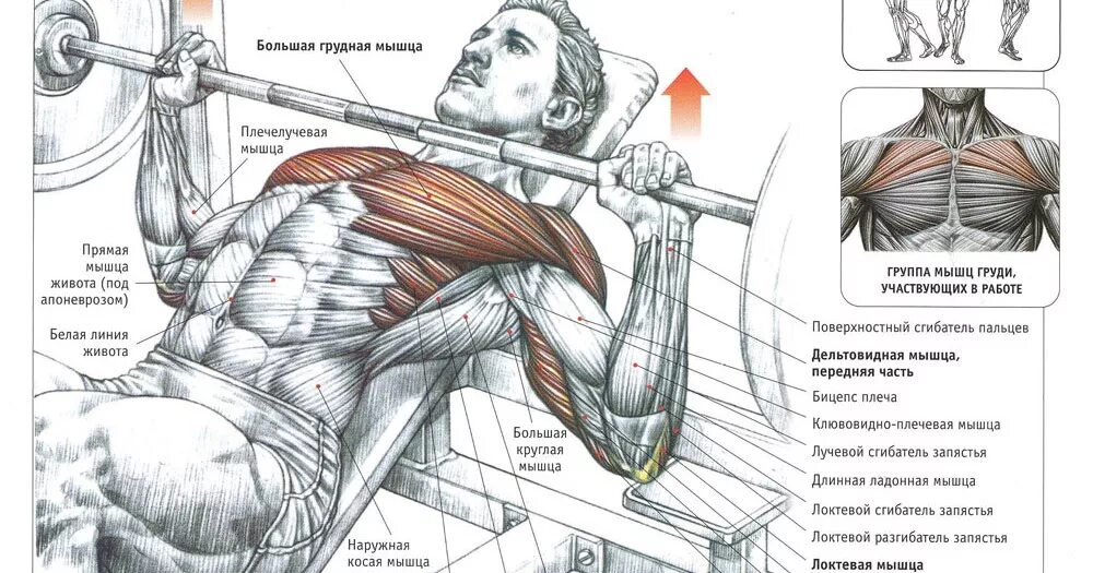 Упражнения на грудные мышцы жим лежа. Жим лежа анатомия. Жим угол 30-45 градусах. Жим лёжа на грудные мышцы техника. Упражнения на развитие грудных мышц