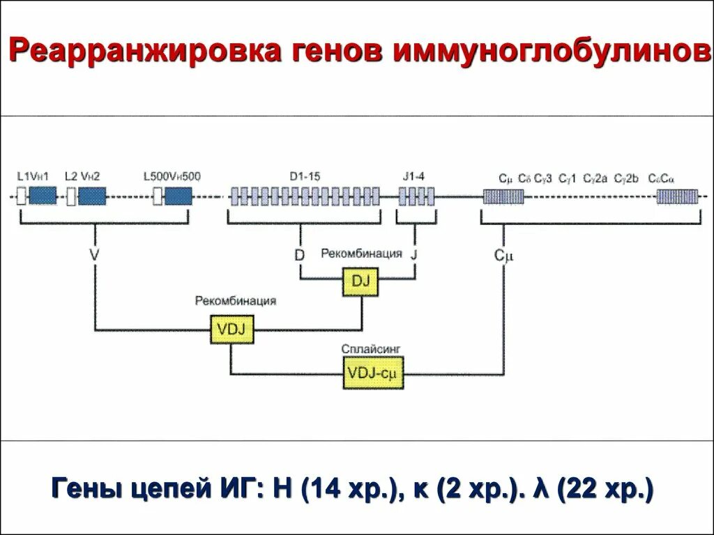 Гены иммуноглобулинов. Реаранжировка генов иммуноглобулинов. Гены тяжелых цепей иммуноглобулинов. Перестройка генов иммуноглобулинов. Синтез тяжелой цепи иммуноглобулина.