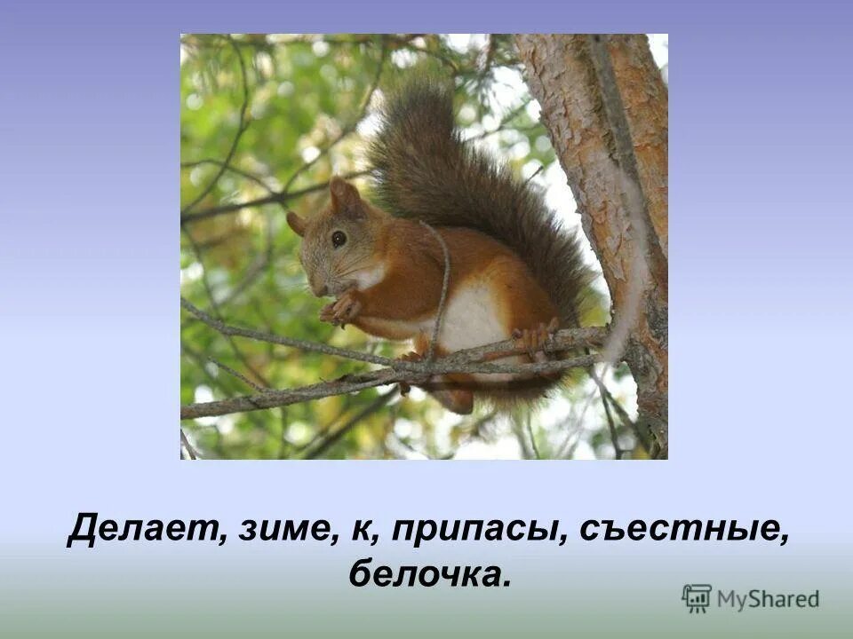 Без крыльев а быстрее птицы с дерева на дерево. Без крыльев а быстрее птицы ответ. Почему птица называется пищуха. Без крыльев а быстрее птицы с дерева. Птичье крыло.