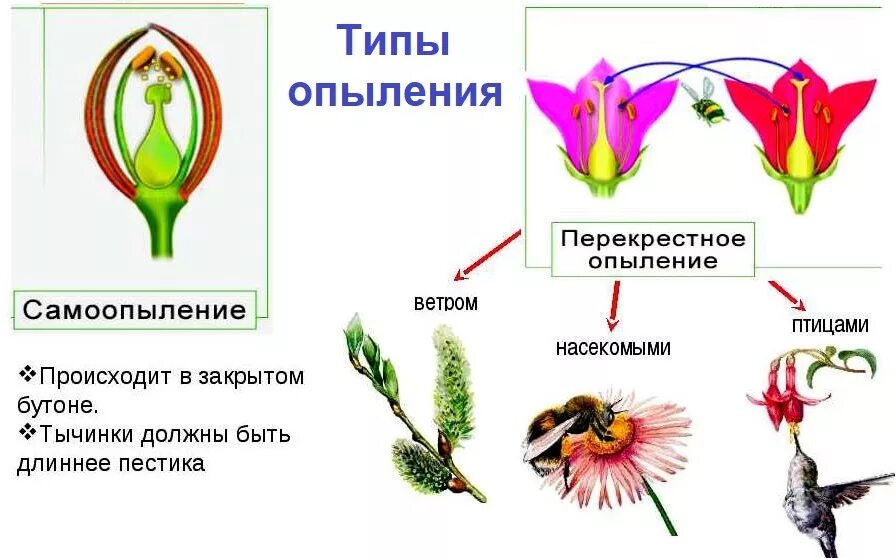 Что происходит после опыления. Схема опыления и оплодотворения цветковых растений. самоопыление и перекрестное опыление. опыление растений самим. приспособление растений к перекрестному опылению.