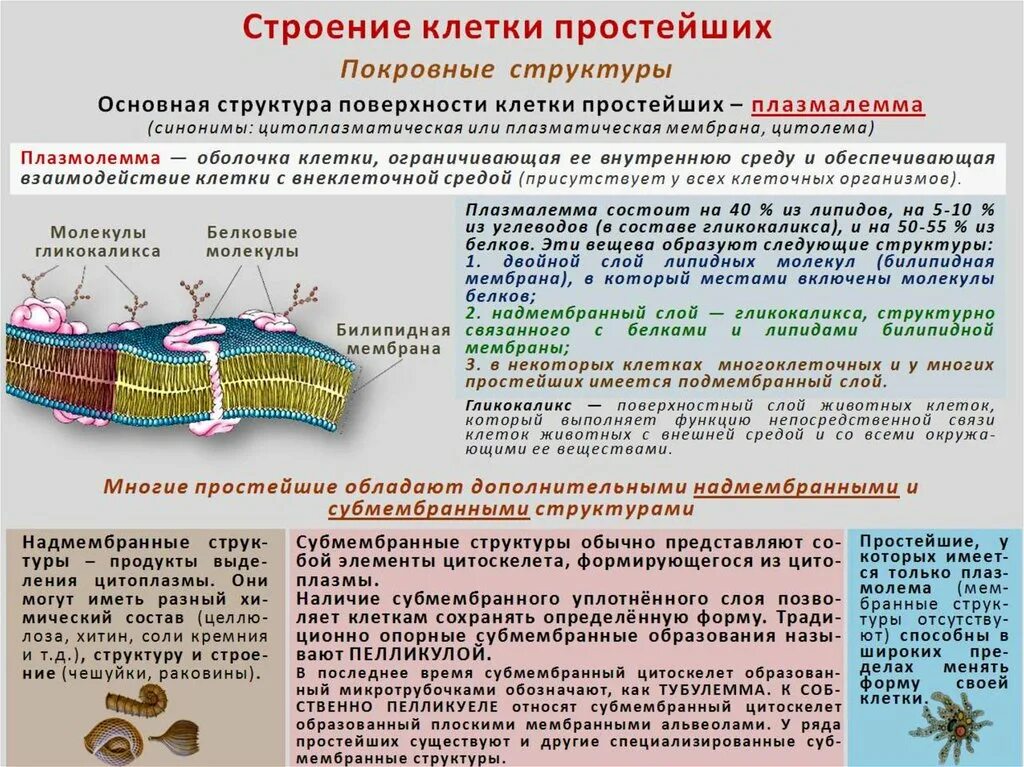 Клеточная оболочка растительной клетки. Клеточную оболочку образуют. Роль оболочки. Строение клетки 5 класс клеточная мембрана. Оболочка строение и функции.