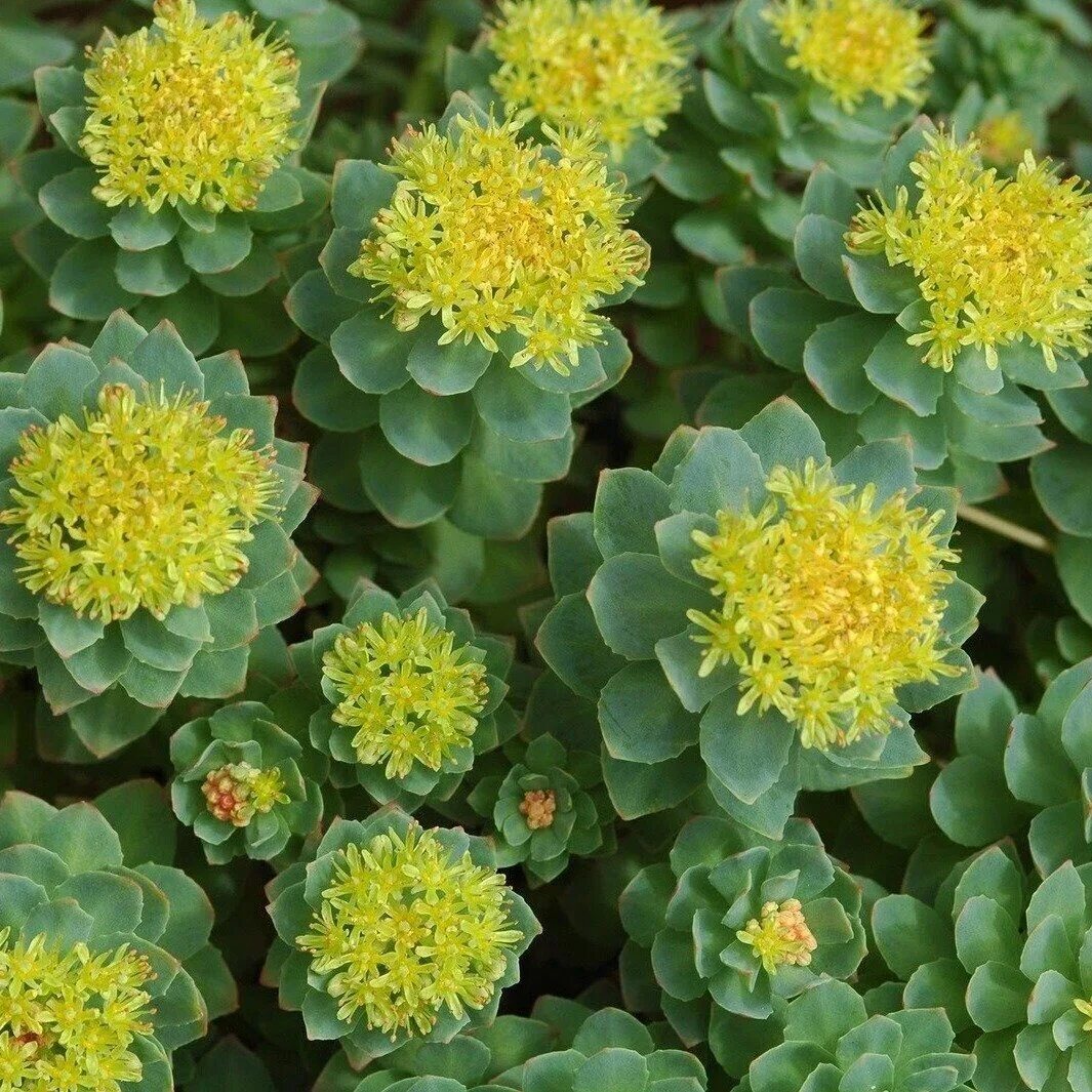 Родиола розовая Rhodiola rosea. Золотой корень Rhodiola rosea. Очиток золотой корень. Родиола розовая ареал.