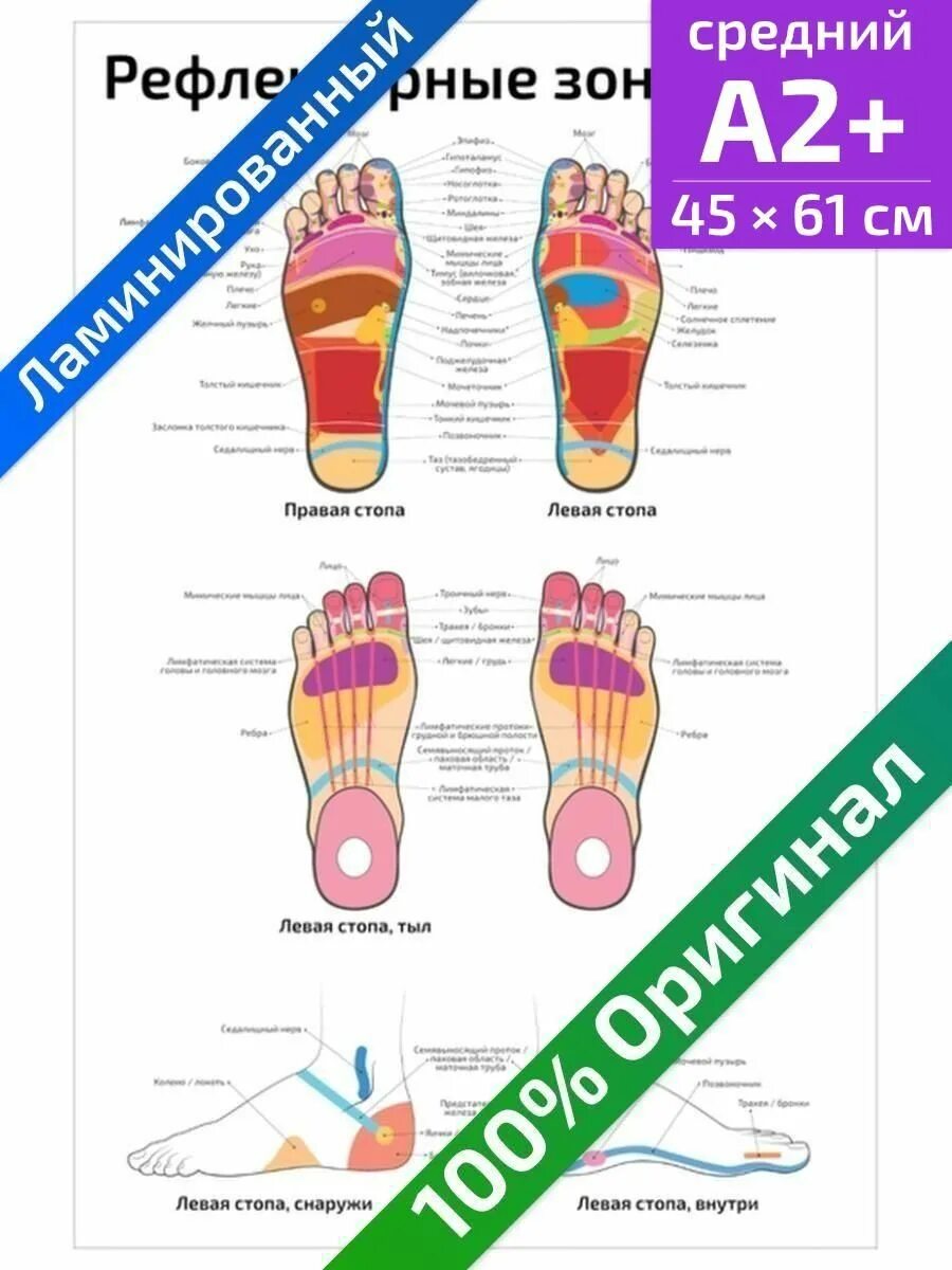 Плакаты стоп. Зоны стопы. Рефлекторные зоны стопы. Карта рефлекторных зон стопы. Плакат стопы.